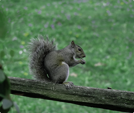 Plant Trees & Save Earth